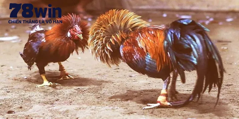 Những điều làm nên giá trị khủng của đá gà