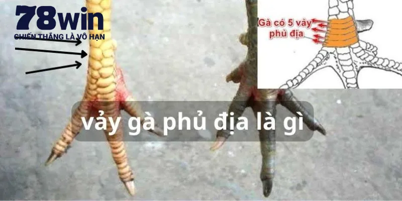 Tìm hiểu khái quát về vảy gà địa phủ