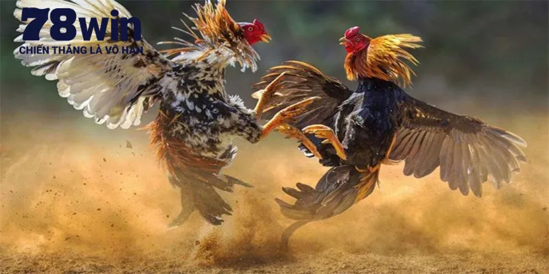 Cách nhận biết chiến kê mang vảy gà phủ địa