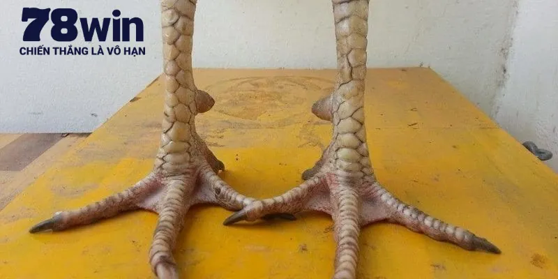Sở trường mà chiến kê vảy gà phủ địa có