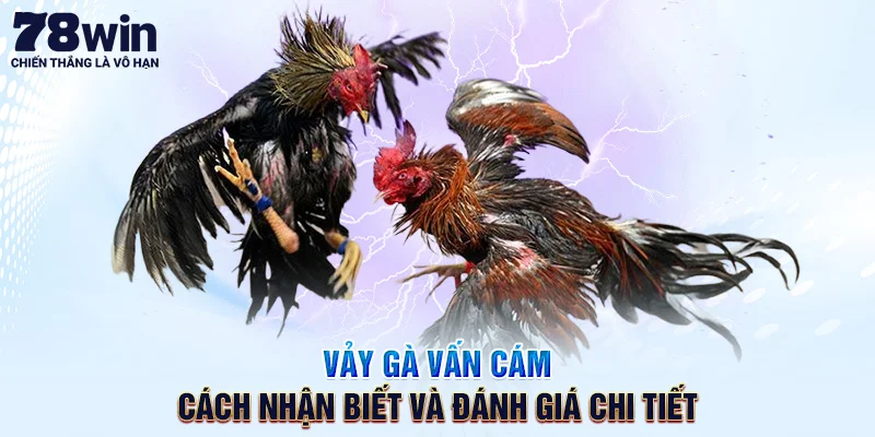 Vảy Gà Vấn Cán – Cách Nhận Biết Và Đánh Giá Chi Tiết